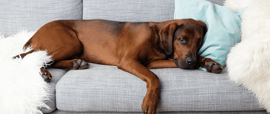 myélopathie dégénérative chez le chien